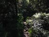 Outeniqua Hiking Trail