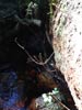 Outeniqua Hiking Trail
